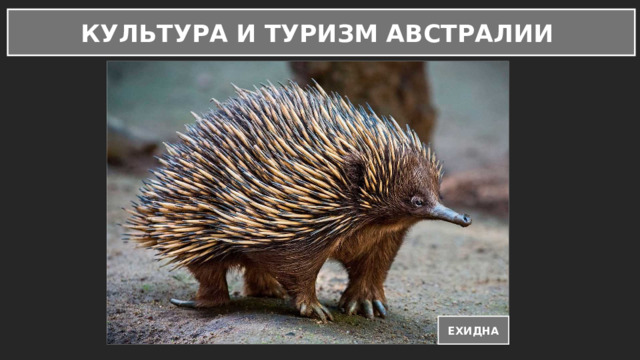 КУЛЬТУРА И ТУРИЗМ АВСТРАЛИИ ЕХИДНА 
