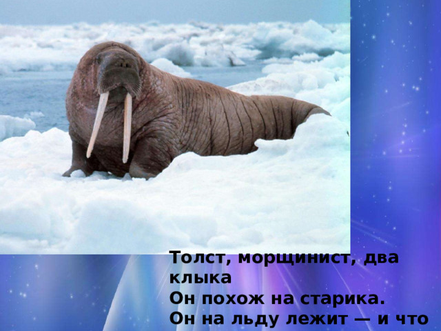 Толст, морщинист, два клыка  Он похож на старика.  Он на льду лежит — и что ж?  Не мёрзнет толстокожий … (Морж) 