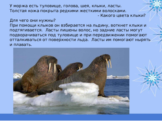 У моржа есть туловище, голова, шея, клыки, ласты.  Толстая кожа покрыта редкими жесткими волосками. - Какого цвета клыки? Для чего они нужны?  При помощи клыков он взбирается на льдину, воткнет клыки и подтягивается. Ласты лишены волос, но задние ласты могут подворачиваться под туловище и при передвижении помогают отталкиваться от поверхности льда. Ласты им помогают нырять и плавать. 