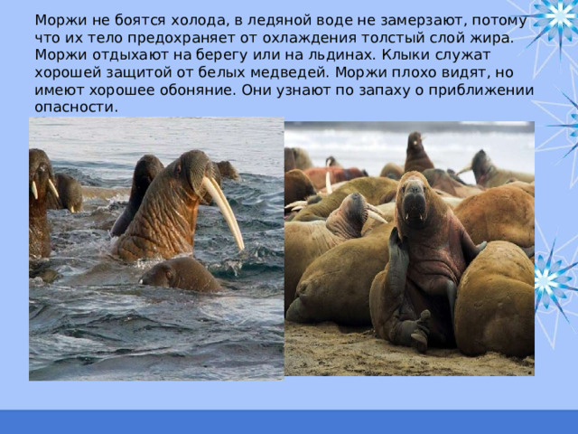 Моржи не боятся холода, в ледяной воде не замерзают, потому что их тело предохраняет от охлаждения толстый слой жира. Моржи отдыхают на берегу или на льдинах. Клыки служат хорошей защитой от белых медведей. Моржи плохо видят, но имеют хорошее обоняние. Они узнают по запаху о приближении опасности. 