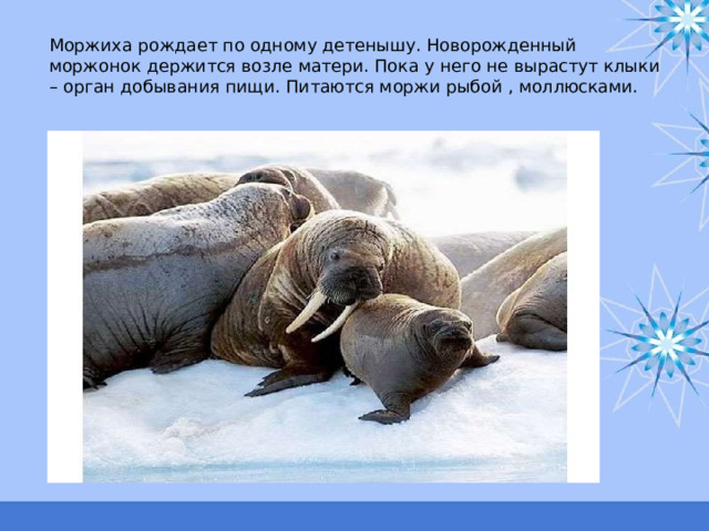 Моржиха рождает по одному детенышу. Новорожденный моржонок держится возле матери. Пока у него не вырастут клыки – орган добывания пищи. Питаются моржи рыбой , моллюсками. 