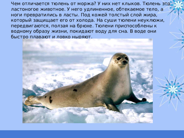 Чем отличается тюлень от моржа? У них нет клыков. Тюлень это ластоногое животное. У него удлиненное, обтекаемое тело, а ноги превратились в ласты. Под кожей толстый слой жира, который защищает его от холода. На суши тюлени неуклюжи, передвигаются, ползая на брюхе. Тюлени приспособлены к водному образу жизни, покидают воду для сна. В воде они быстро плавают и ловко ныряют. 