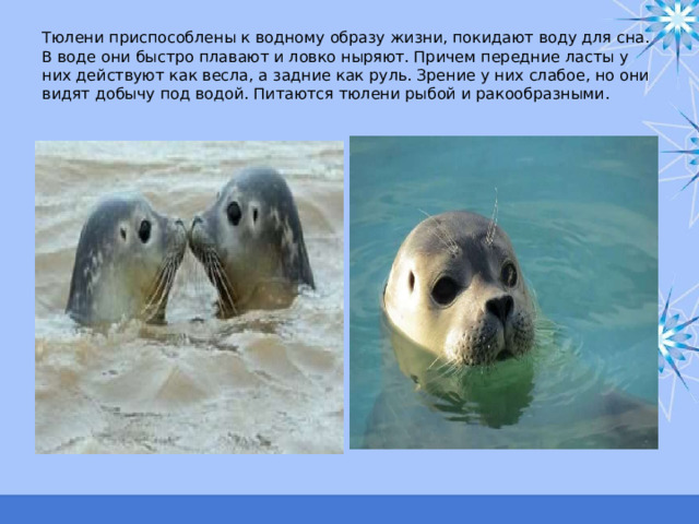 Тюлени приспособлены к водному образу жизни, покидают воду для сна. В воде они быстро плавают и ловко ныряют. Причем передние ласты у них действуют как весла, а задние как руль. Зрение у них слабое, но они видят добычу под водой. Питаются тюлени рыбой и ракообразными. 