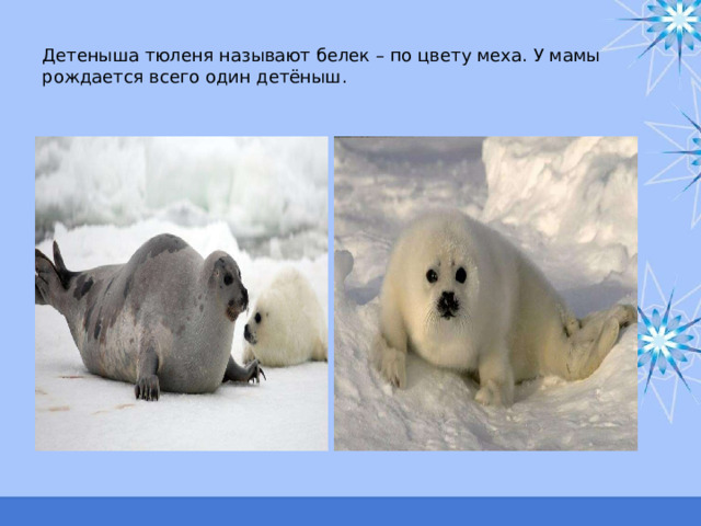 Детеныша тюленя называют белек – по цвету меха. У мамы рождается всего один детёныш. 