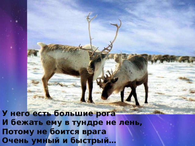У него есть большие рога  И бежать ему в тундре не лень,  Потому не боится врага  Очень умный и быстрый… (олень). 