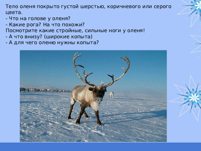 Тело оленя покрыто густой шерстью, коричневого или серого цвета.  - Что на голове у оленя?  - Какие рога? На что похожи?  Посмотрите какие стройные, сильные ноги у оленя!  - А что внизу? (широкие копыта)  - А для чего оленю нужны копыта?   