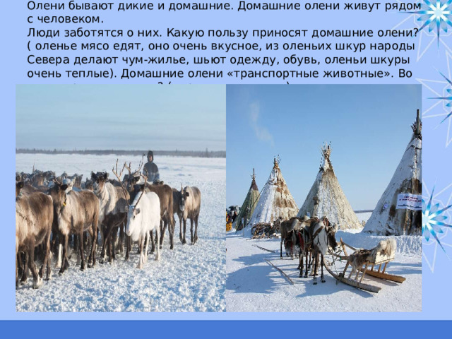 Олени бывают дикие и домашние. Домашние олени живут рядом с человеком.  Люди заботятся о них. Какую пользу приносят домашние олени? ( оленье мясо едят, оно очень вкусное, из оленьих шкур народы Севера делают чум-жилье, шьют одежду, обувь, оленьи шкуры очень теплые). Домашние олени «транспортные животные». Во что запряжены олени? (нарты-легкие сани). 