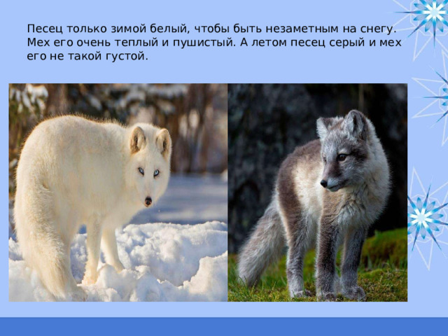 Песец только зимой белый, чтобы быть незаметным на снегу. Мех его очень теплый и пушистый. А летом песец серый и мех его не такой густой. 