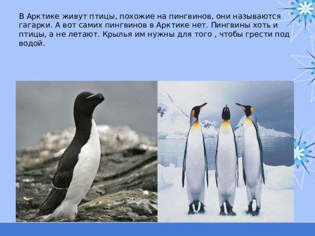 В Арктике живут птицы, похожие на пингвинов, они называются гагарки. А вот самих пингвинов в Арктике нет. Пингвины хоть и птицы, а не летают. Крылья им нужны для того , чтобы грести под водой. 