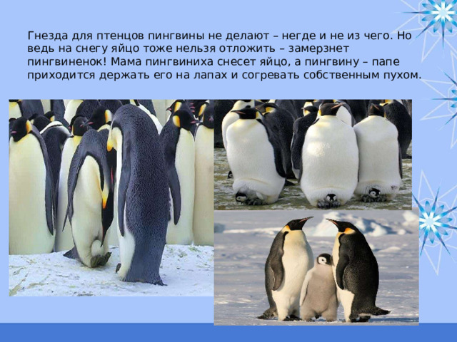 Гнезда для птенцов пингвины не делают – негде и не из чего. Но ведь на снегу яйцо тоже нельзя отложить – замерзнет пингвиненок! Мама пингвиниха снесет яйцо, а пингвину – папе приходится держать его на лапах и согревать собственным пухом. 
