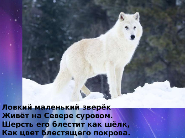 Ловкий маленький зверёк Живёт на Севере суровом. Шерсть его блестит как шёлк, Как цвет блестящего покрова. (Полярный волк). 