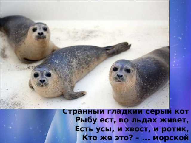 Странный гладкий серый кот Рыбу ест, во льдах живет, Есть усы, и хвост, и ротик, Кто же это? – ... морской котик. 