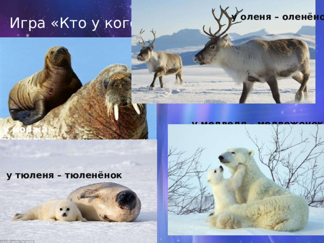  у оленя – оленёнок Игра «Кто у кого?» у медведя – медвежонок у моржа – моржонок у тюленя – тюленёнок    