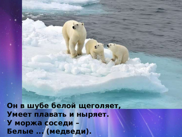 Он в шубе белой щеголяет,  Умеет плавать и ныряет.  У моржа соседи – Белые ... (медведи). 