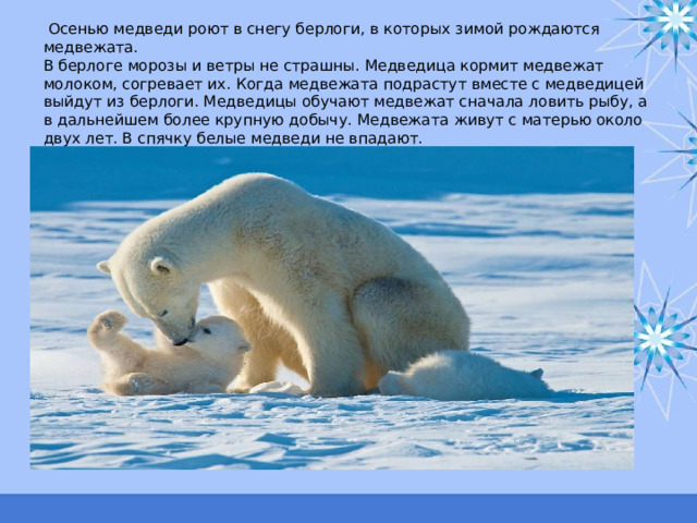  Осенью медведи роют в снегу берлоги, в которых зимой рождаются медвежата.  В берлоге морозы и ветры не страшны. Медведица кормит медвежат молоком, согревает их. Когда медвежата подрастут вместе с медведицей выйдут из берлоги. Медведицы обучают медвежат сначала ловить рыбу, а в дальнейшем более крупную добычу. Медвежата живут с матерью около двух лет. В спячку белые медведи не впадают. 