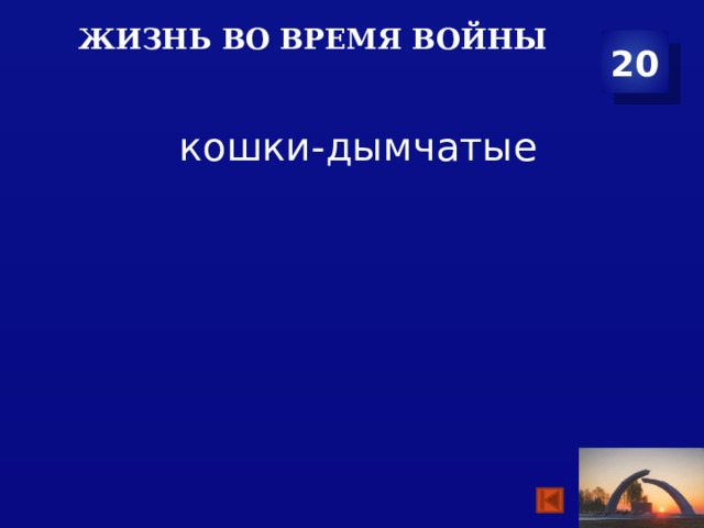 Жизнь во время войны 20  кошки-дымчатые 