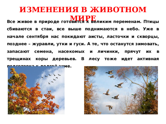 ИЗМЕНЕНИЯ В ЖИВОТНОМ МИРЕ Все живое в природе готовится к великим переменам. Птицы сбиваются в стаи, все выше поднимаются в небо. Уже в начале сентября нас покидают аисты, ласточки и скворцы, позднее – журавли, утки и гуси. А те, что останутся зимовать, запасают семена, насекомых и личинки, прячут их в трещинах коры деревьев. В лесу тоже идет активная подготовка к долгой зиме. 