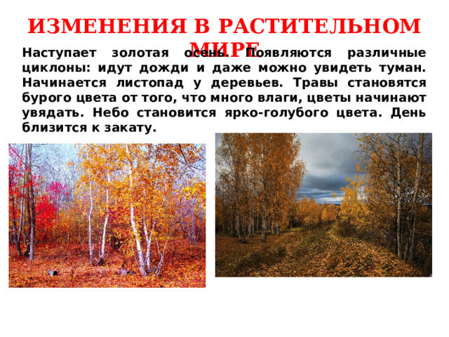 ИЗМЕНЕНИЯ В РАСТИТЕЛЬНОМ МИРЕ Наступает золотая осень. Появляются различные циклоны: идут дожди и даже можно увидеть туман. Начинается листопад у деревьев. Травы становятся бурого цвета от того, что много влаги, цветы начинают увядать. Небо становится ярко-голубого цвета. День близится к закату. 
