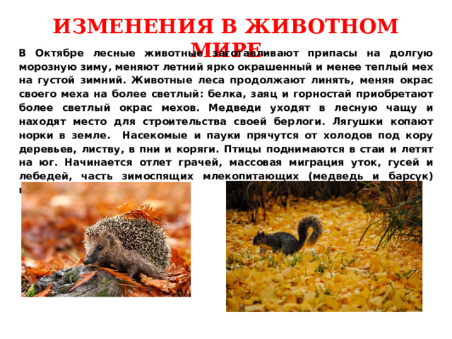 ИЗМЕНЕНИЯ В ЖИВОТНОМ МИРЕ В Октябре лесные животные заготавливают припасы на долгую морозную зиму, меняют летний ярко окрашенный и менее теплый мех на густой зимний. Животные леса продолжают линять, меняя окрас своего меха на более светлый: белка, заяц и горностай приобретают более светлый окрас мехов. Медведи уходят в лесную чащу и находят место для строительства своей берлоги. Лягушки копают норки в земле. Насекомые и пауки прячутся от холодов под кору деревьев, листву, в пни и коряги. Птицы поднимаются в стаи и летят на юг. Начинается отлет грачей, массовая миграция уток, гусей и лебедей, часть зимоспящих млекопитающих (медведь и барсук) погружается в сон. 
