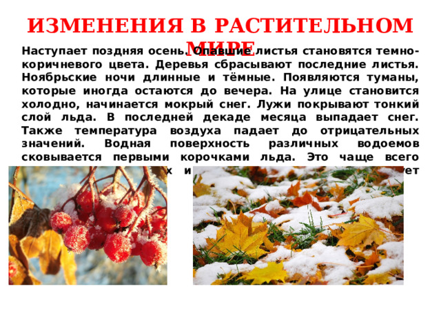 ИЗМЕНЕНИЯ В РАСТИТЕЛЬНОМ МИРЕ Наступает поздняя осень. Опавшие листья становятся темно-коричневого цвета. Деревья сбрасывают последние листья. Ноябрьские ночи длинные и тёмные. Появляются туманы, которые иногда остаются до вечера. На улице становится холодно, начинается мокрый снег. Лужи покрывают тонкий слой льда. В последней декаде месяца выпадает снег. Также температура воздуха падает до отрицательных значений. Водная поверхность различных водоемов сковывается первыми корочками льда. Это чаще всего происходит в прудах и озерах, где почти отсутствует течение. 
