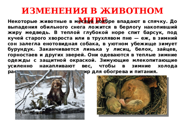 ИЗМЕНЕНИЯ В ЖИВОТНОМ МИРЕ Некоторые животные в месяце ноябре впадают в спячку. До выпадения обильного снега ложится в берлогу накопивший жиру медведь. В теплой глубокой норе спит барсук, под кучей старого хвороста или в трухлявом пне — еж, в зимний сон залегла енотовидная собака, в уютном убежище зимует бурундук. Заканчивается линька у лисиц, белок, зайцев, горностаев и других зверей. Они одеваются в теплые зимние одежды с защитной окраской. Зимующие млекопитающие усиленно накапливают вес, чтобы в зимние холода расходовать собственный жир для обогрева и питания. 