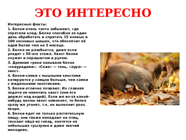 ЭТО ИНТЕРЕСНО Интересные факты: 1. Белки очень часто забывают, где спрятали клад. Белка способна за один день обработать и спрятать 15 еловых и 100 сосновых шишек, что обеспечит её едой более чем на 3 месяца. 2. Белка не разобьется, даже если упадет с 50-ого этажа. Хвост белки служит и парашютом и рулем. 3. Древние греки называли белок «скиуридами». «Скиа» — тень, «аура» — хвост. 4. Белки-самки с пышными хвостами котируются у самцов больше, чем самки с жиденькими хвостиками. 5. Белки отлично плавают. Их главная задача не намочить хвост (они его держат над водой). Если же из-за какой-нибудь волны хвост намокнет, то белка сразу же утонет, т.к. он выполнит роль якоря. 6. Белки едят не только растительную пищу, они также нападают на птиц, таскают яйца из гнезд, охотятся на небольших грызунов и даже заячий молодняк.  