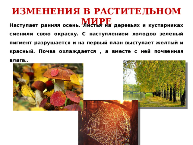 ИЗМЕНЕНИЯ В РАСТИТЕЛЬНОМ МИРЕ Наступает ранняя осень. Листья на деревьях и кустарниках сменили свою окраску. С наступлением холодов зелёный пигмент разрушается и на первый план выступает желтый и красный. Почва охлаждается , а вместе с ней почвенная влага.. 