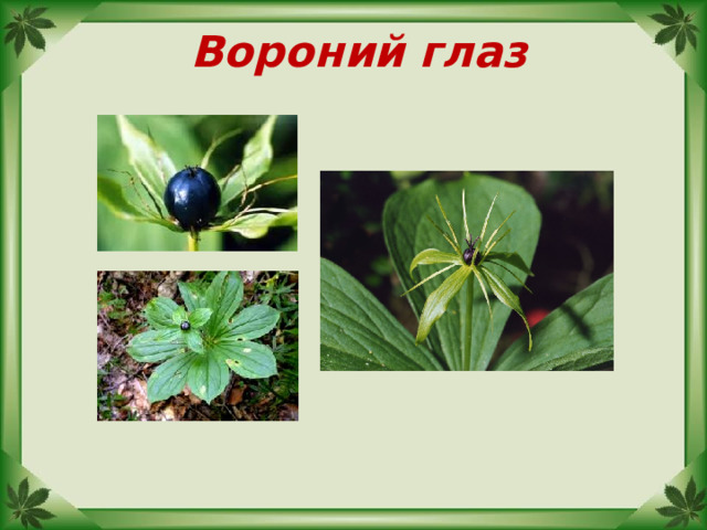 Вороний глаз 