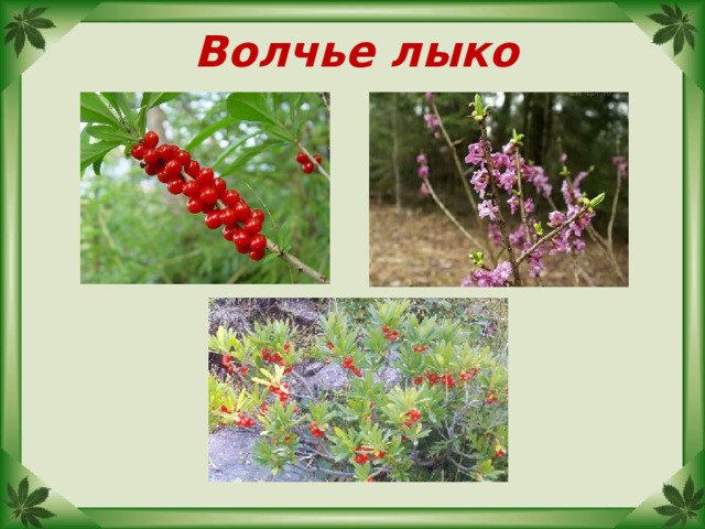 Волчье лыко 