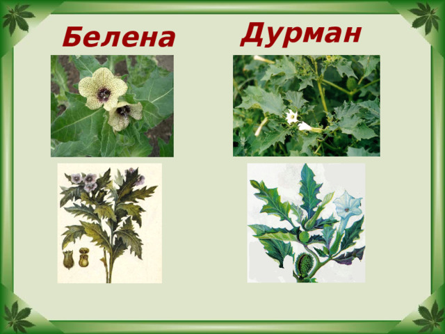 Дурман Белена 