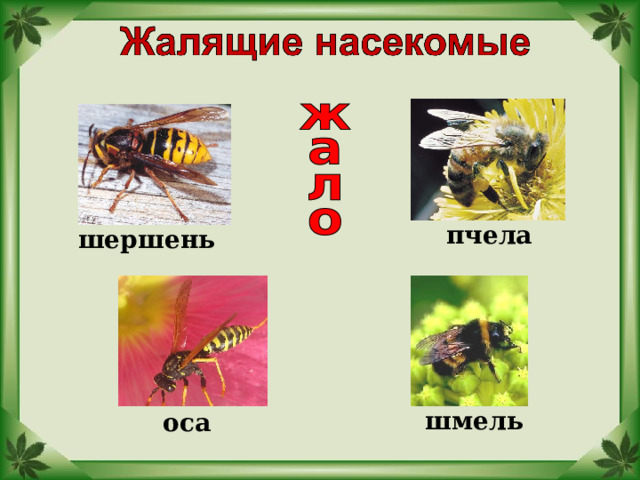пчела шершень шмель оса  