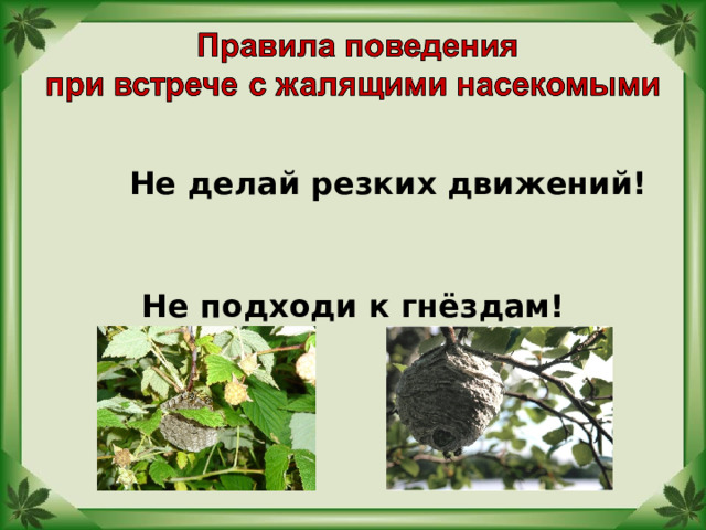 Не делай резких движений! Не подходи к гнёздам! 