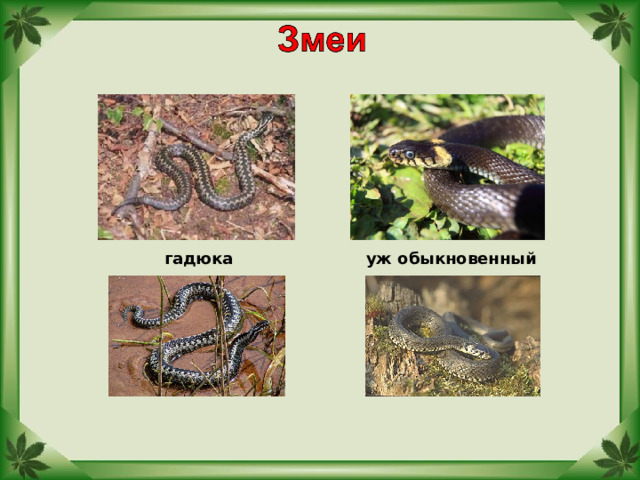 гадюка уж обыкновенный 