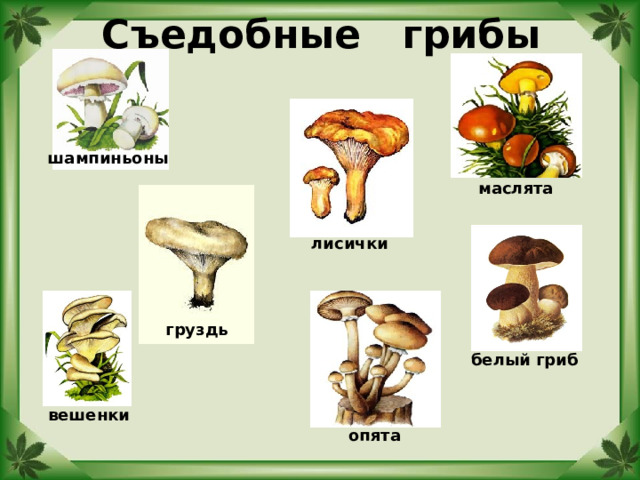 Съедобные грибы шампиньоны маслята лисички груздь белый гриб вешенки опята 