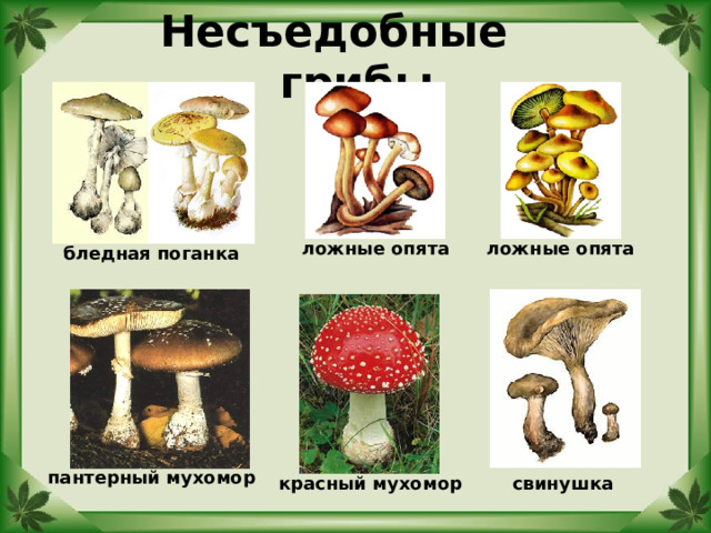 Несъедобные грибы ложные опята ложные опята бледная поганка пантерный мухомор красный мухомор свинушка 
