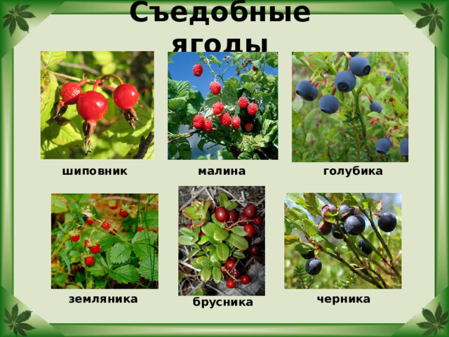 Съедобные ягоды шиповник голубика малина земляника черника брусника 