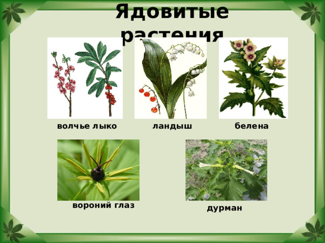 Ядовитые растения волчье лыко ландыш белена вороний глаз дурман 