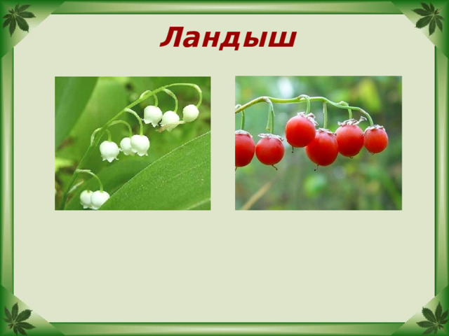 Ландыш 