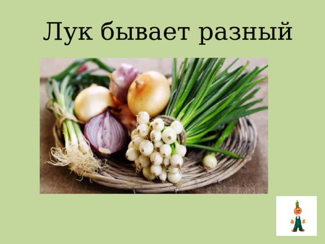  Лук бывает разный 