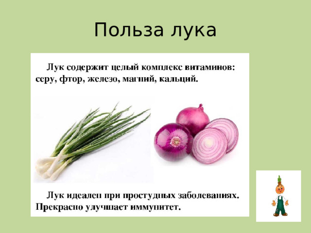 Польза лука 