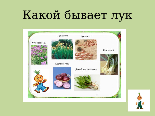 Какой бывает лук 