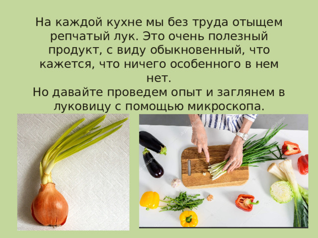 На каждой кухне мы без труда отыщем репчатый лук. Это очень полезный продукт, с виду обыкновенный, что кажется, что ничего особенного в нем нет.  Но давайте проведем опыт и заглянем в луковицу с помощью микроскопа. 