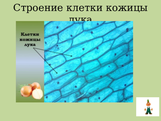 Строение клетки кожицы лука 
