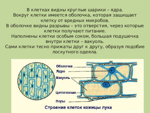 В клетках видны круглые шарики – ядра.  Вокруг клетки имеется оболочка, которая защищает клетку от вредных микробов.  В оболочке видны разрывы – это отверстия, через которые клетки получают питание.  Наполнены клетки особым соком, большая подушечка внутри клетки – вакуоль.  Сами клетки тесно прижаты друг к другу, образуя подобие лоскутного одеяла. 