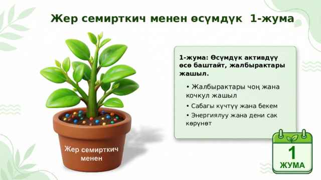  Жер семирткич менен өсүмдүк 1-жума 1-жума: Өсүмдүк активдүү өсө баштайт, жалбырактары жашыл. • Жалбырактары чоң жана кочкул жашыл • Сабагы күчтүү жана бекем • Энергиялуу жана дени сак көрүнөт 