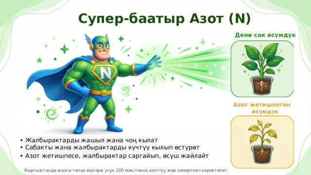  Супер-баатыр Азот (N) Дени сак өсүмдүк Азот жетишпеген өсүмдүк • Жалбырактарды жашыл жана чоң кылат • Сабакты жана жалбырактарды күчтүү кылып өстүрөт • Азот жетишпесе, жалбырактар саргайып, өсүш жайлайт Кыргызстанда жазгы талаа иштери учун 200 миң тонна азоттуу жер семирткич керектелет. 