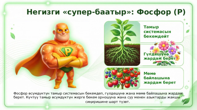  Негизги «супер-баатыр»: Фосфор (P) Тамыр системасын бекемдейт Гүлдешүнө жардам берет Мөмө байлашына жардам берет Фосфор өсүмдүктүн тамыр системасын бекемдеп, гүлдешүнө жана мөмө байлашына жардам берет. Күчтүү тамыр өсүмдүктүн жерге бекем орношуна жана суу менен азыктарды жакшы сиңиришине шарт түзөт. 