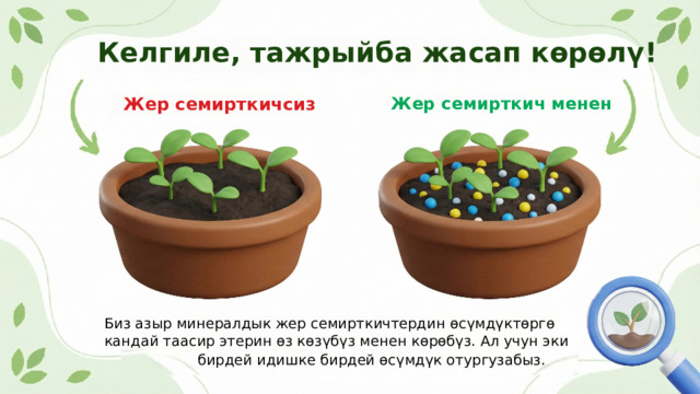  Келгиле, тажрыйба жасап көрөлү! Жер семирткичсиз Жер семирткич менен Биз азыр минералдык жер семирткичтердин өсүмдүктөргө кандай таасир этерин өз көзүбүз менен көрөбүз. Ал учун эки бирдей идишке бирдей өсүмдүк отургузабыз. 