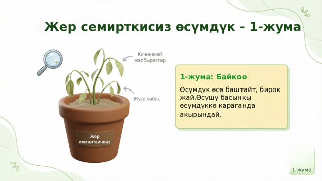  Жер семирткисиз өсүмдүк - 1-жума 1-жума: Байкоо Өсүмдүк өсө баштайт, бирок жай.Өсүшү басынкы өсүмдүккө караганда акырындай. 1 1-жума 