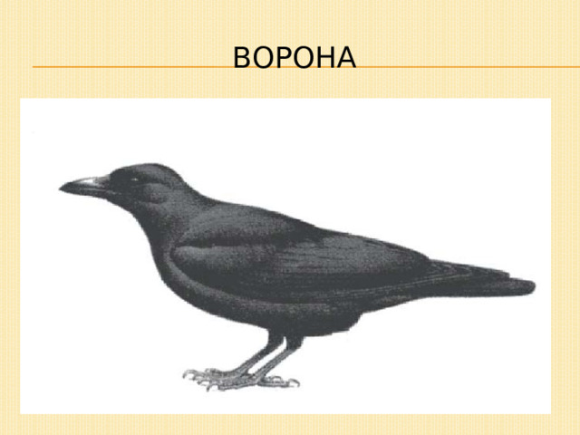 Ворона 